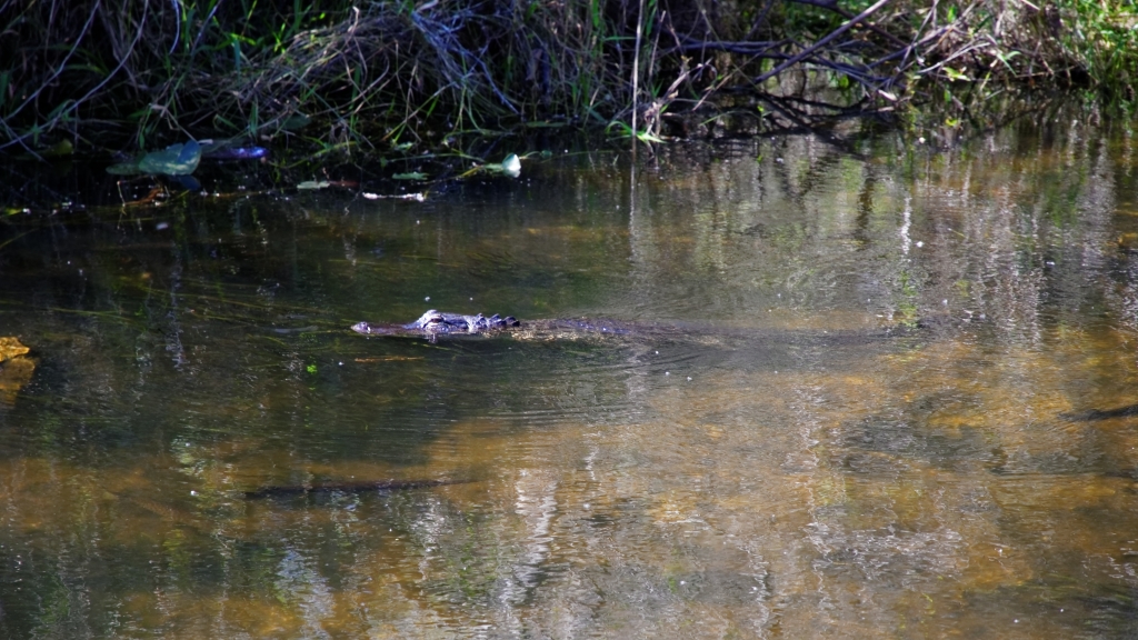 02 - Everglade NP (50).jpg